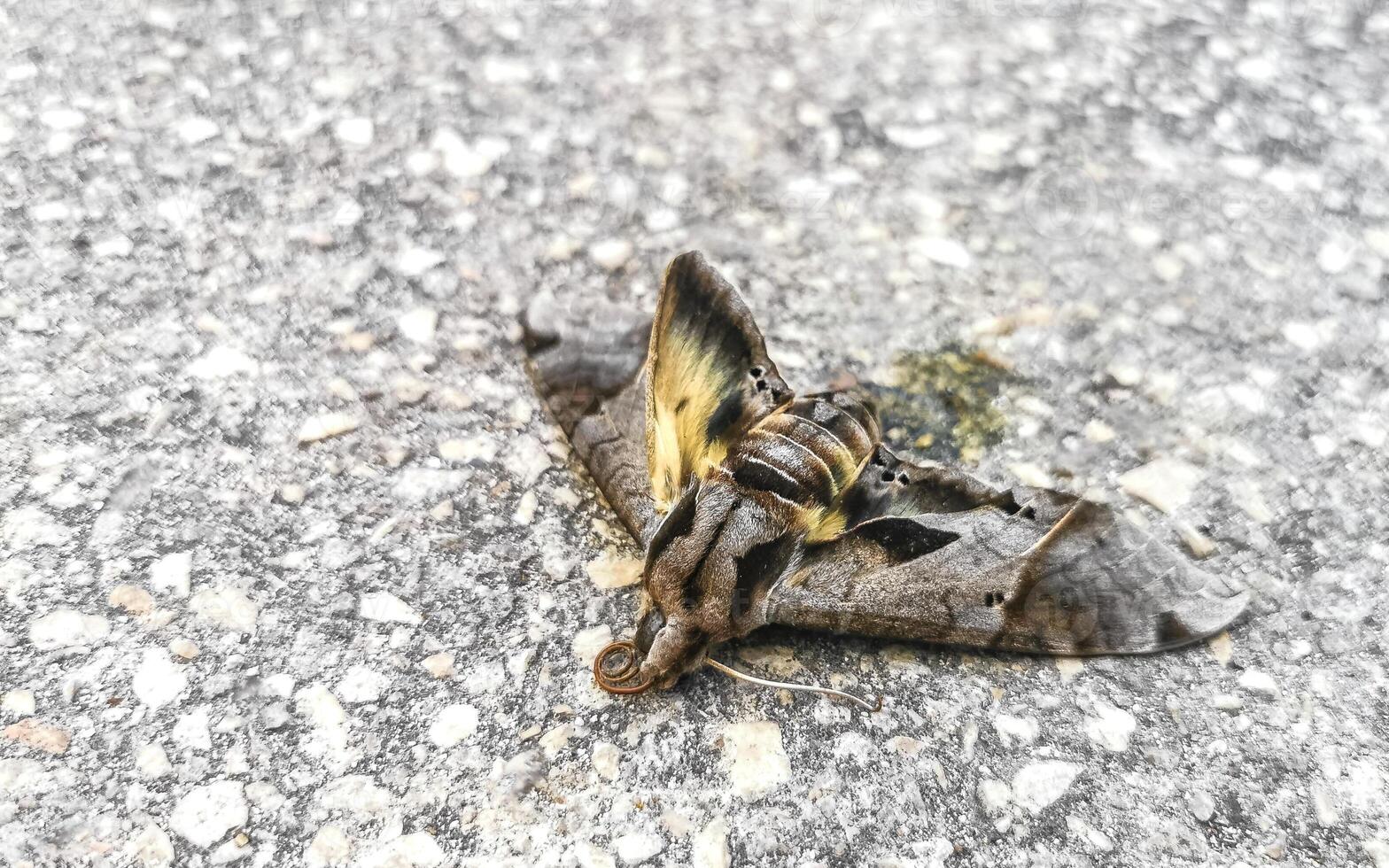 Dead moth on the asphalt road in Mexico. photo