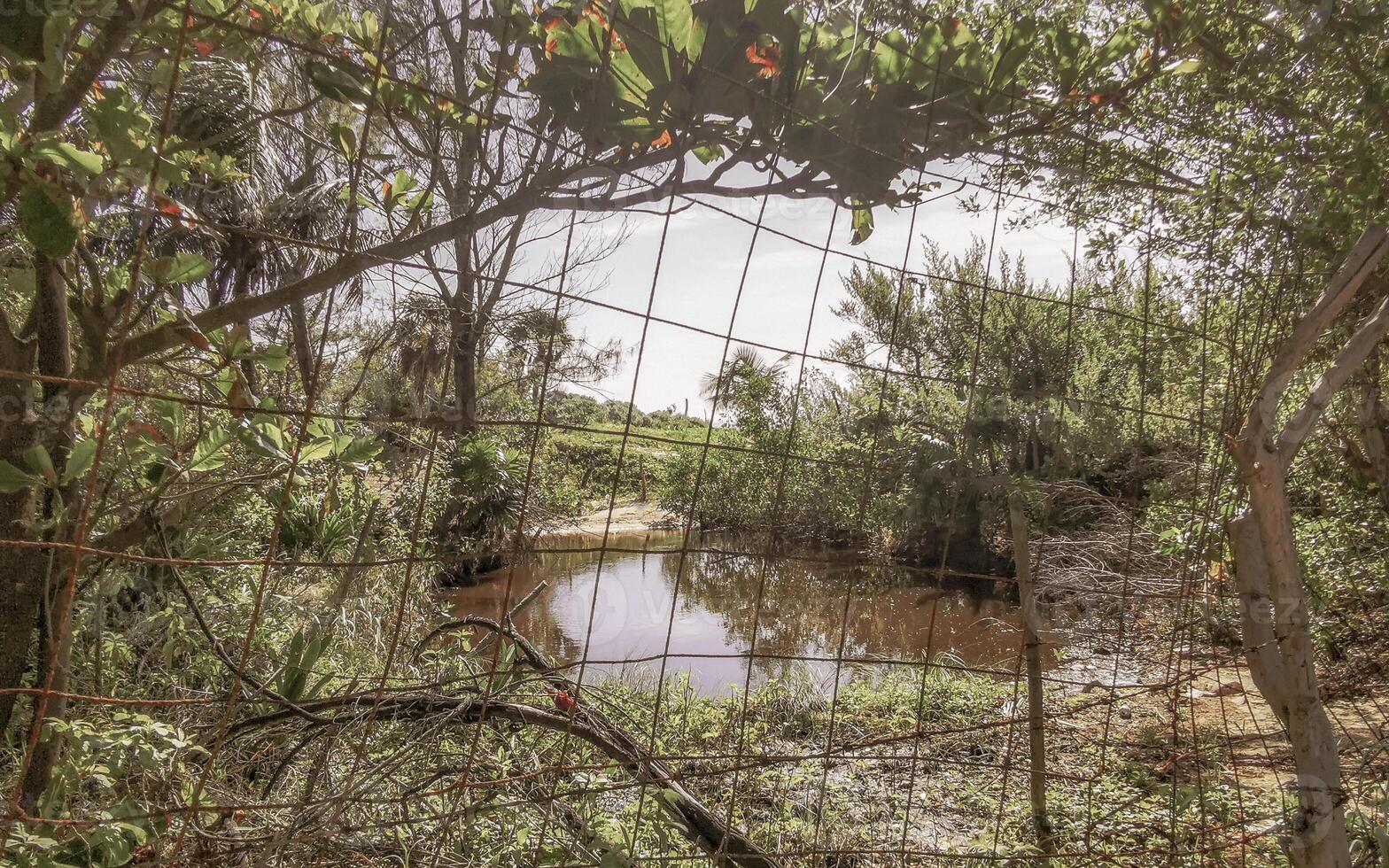 Lake river pond and tropical mangrove jungle forest Caribbean Mexico. photo