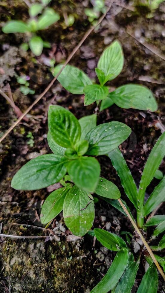 weeds grow abundantly in the garden photo