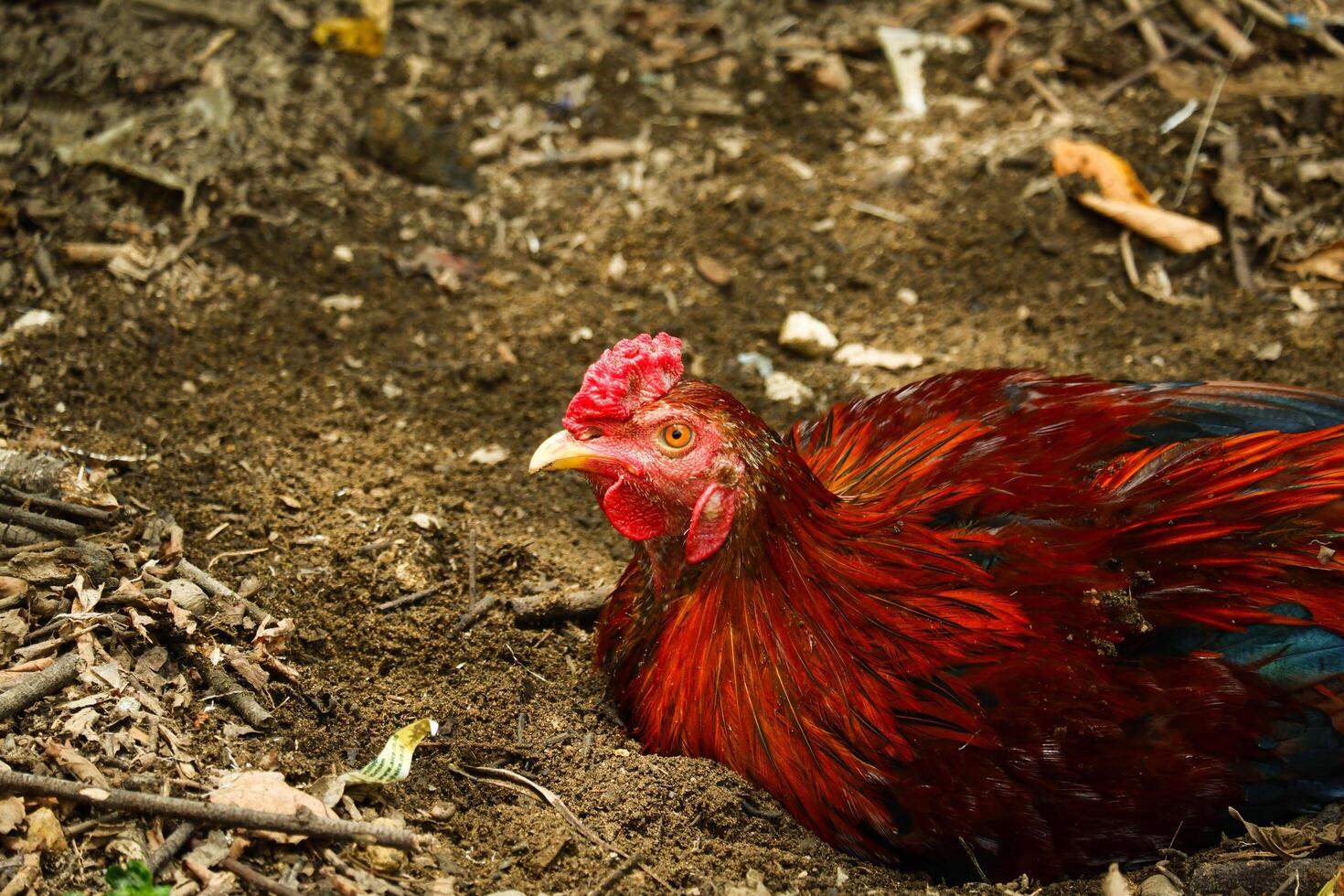 portrait of a rooster relaxing on the ground photo