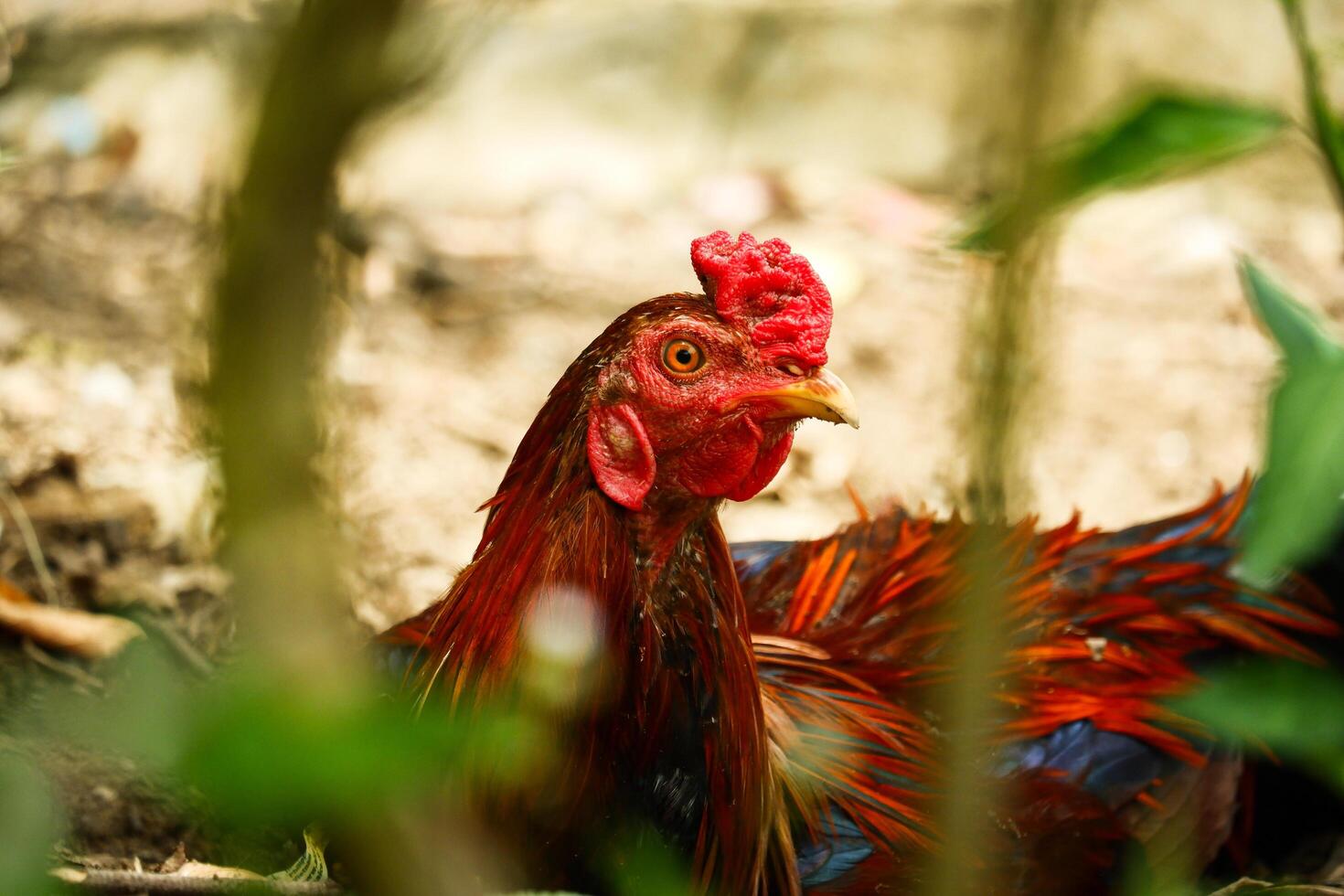portrait of a rooster relaxing on the ground photo