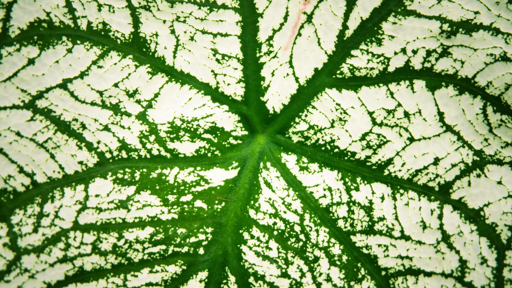 The abstract texture of green and white leaves is suitable for the background photo