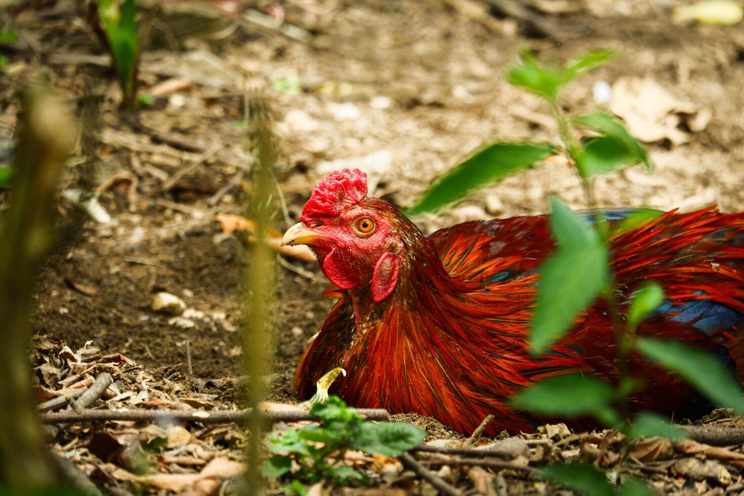 portrait of a rooster relaxing on the ground photo