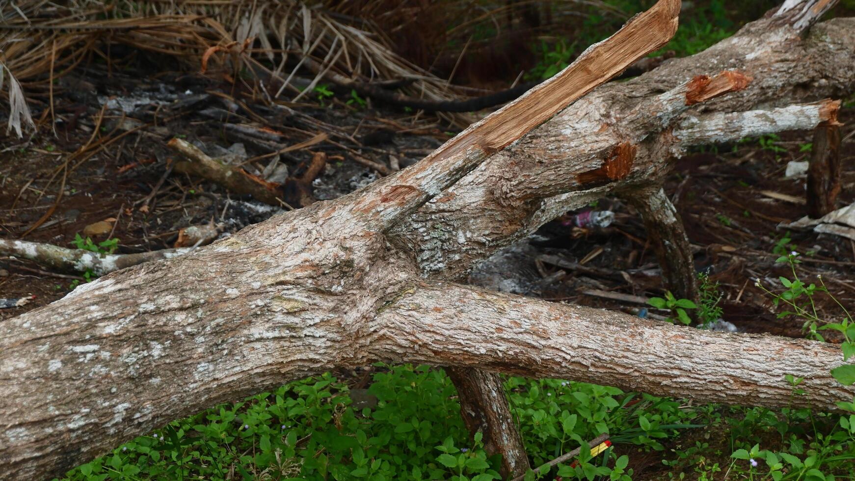 Photography of Pine tree trunk that has been cut down photo