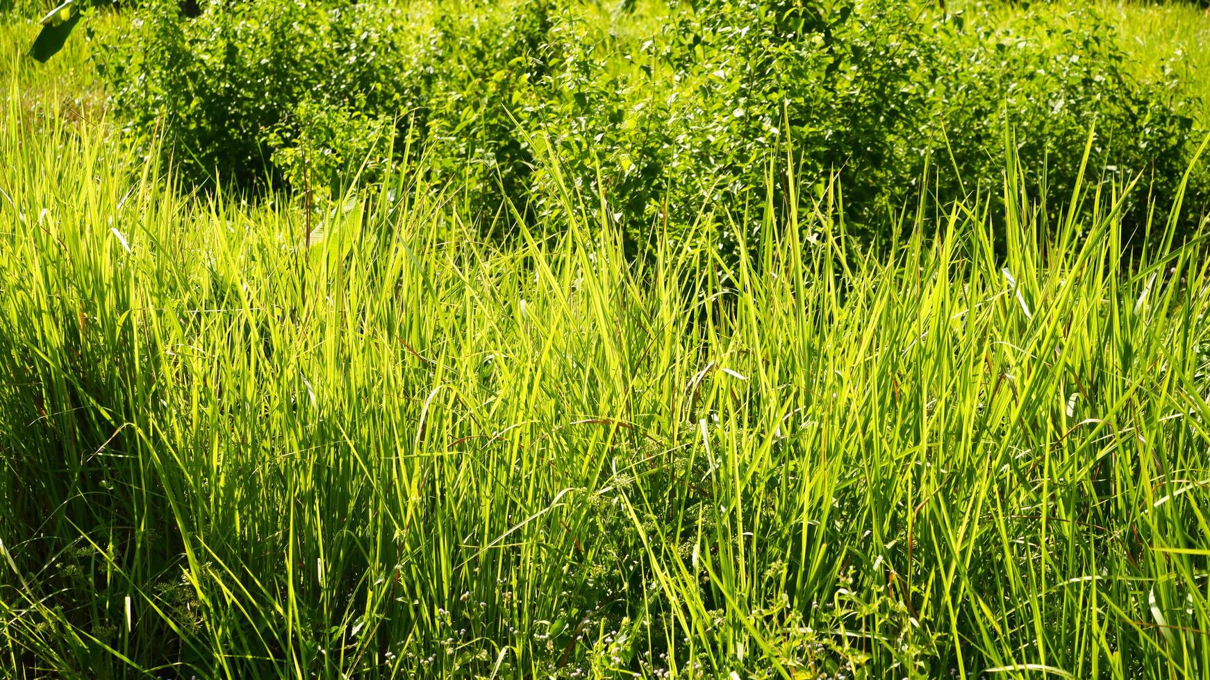 photography of Green alang alang plants in the sun are suitable for natural backgrounds photo