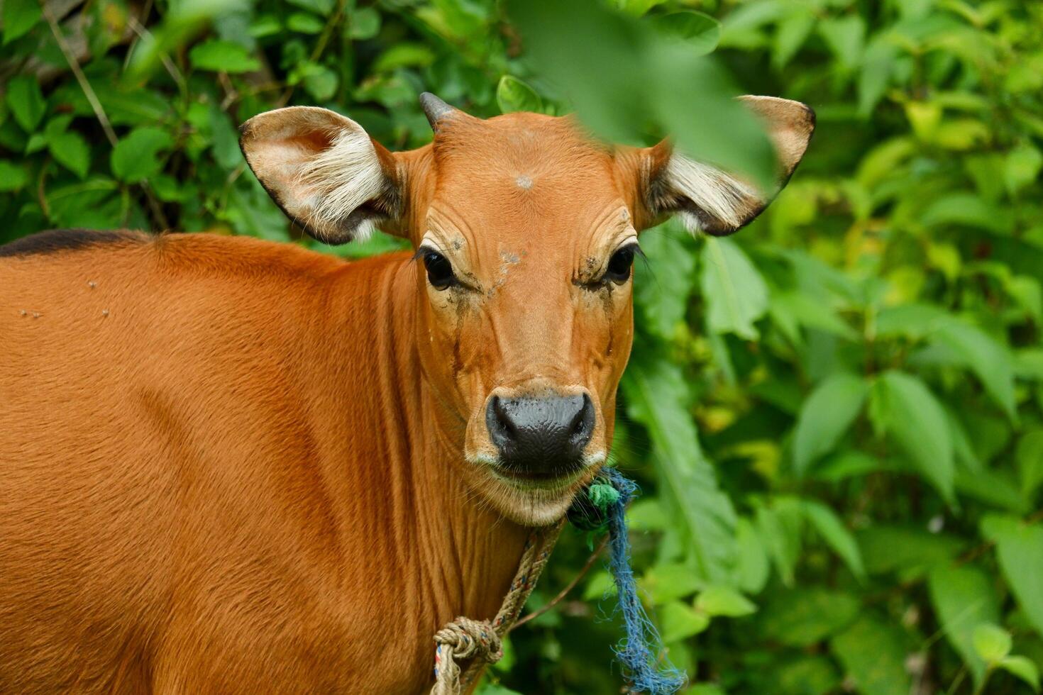 several Balinese cows were eating grass photo
