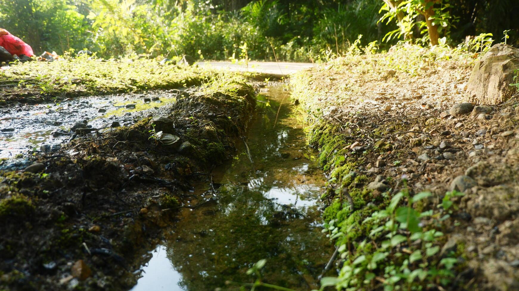 photography of puddles of water in a small dirt ditch full of green moss photo
