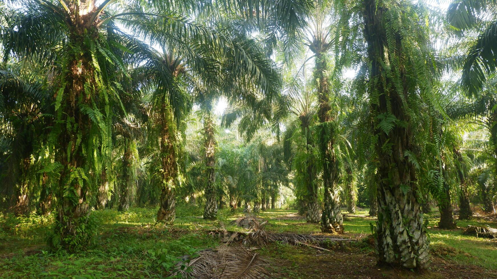 photography of the atmosphere of an oil palm plantation photo