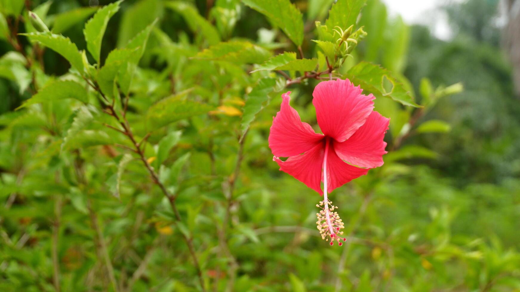Hibiscus rosa-sinensis, ornamental flower in the garden photo
