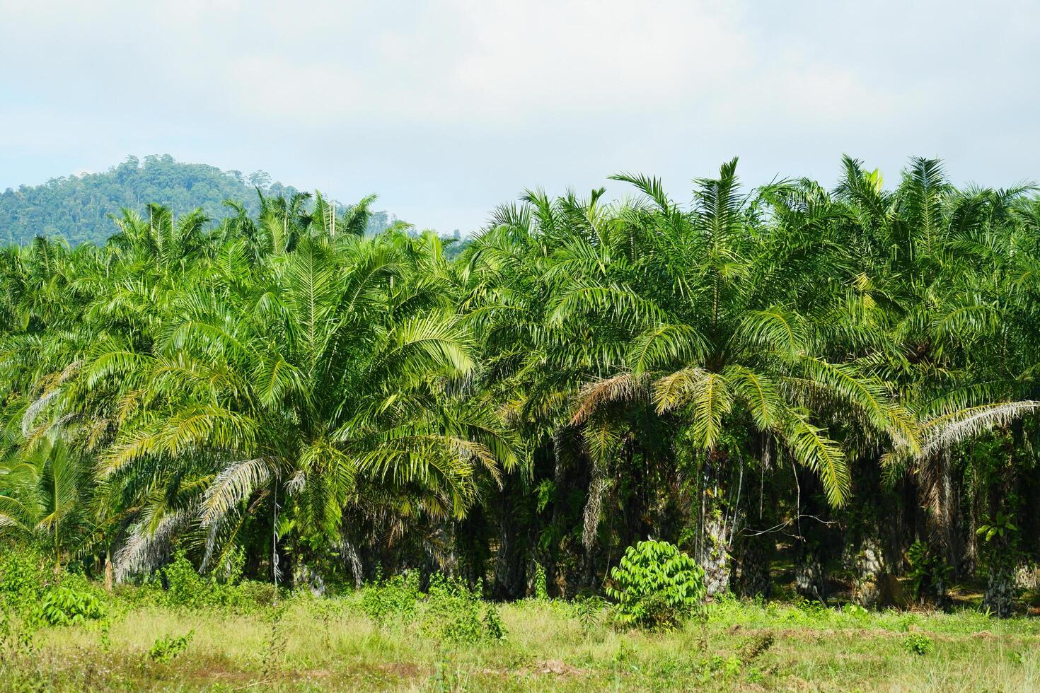 photography of palm oil plantations with a sky background photo