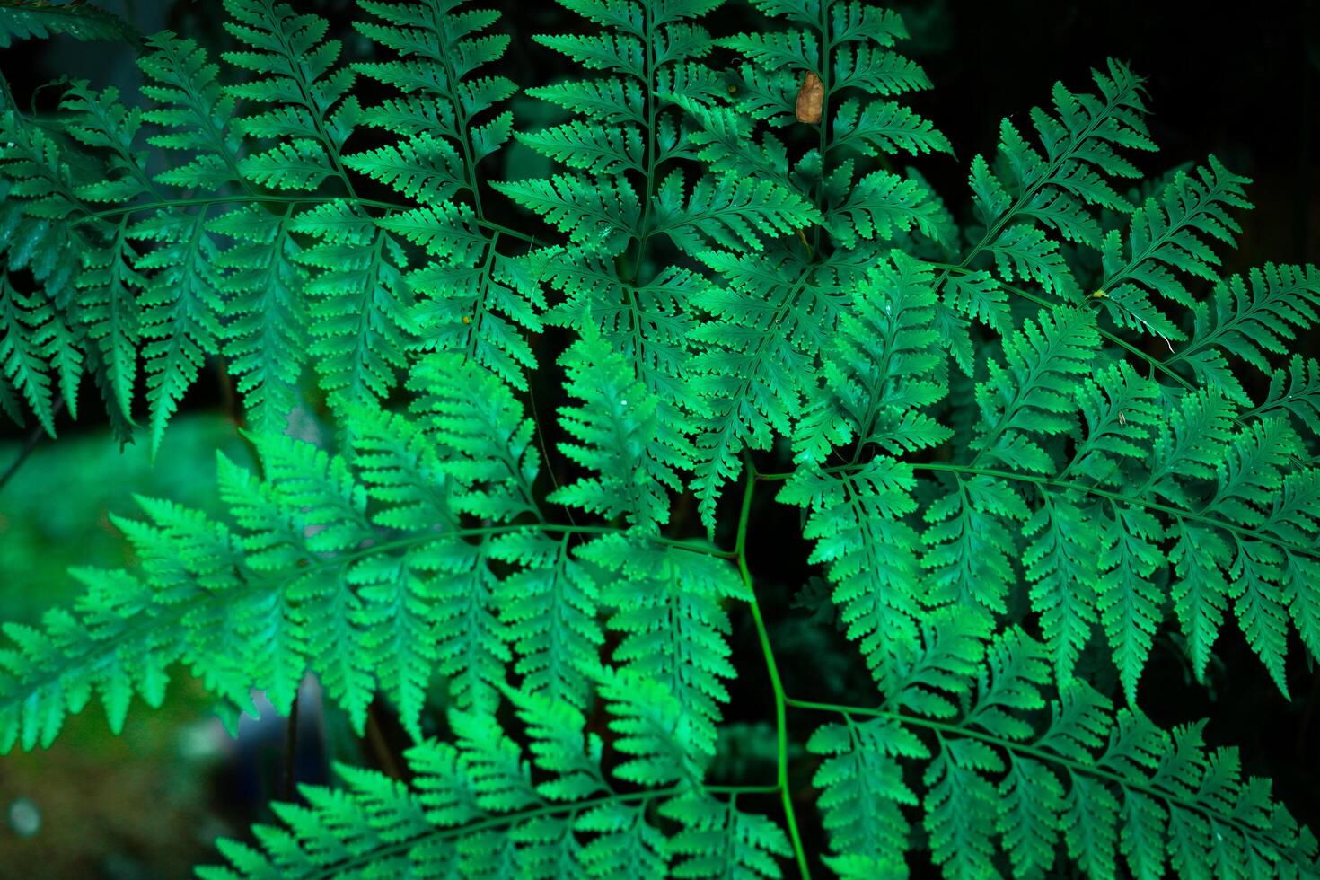 photography of green fern leaves in the forest suitable for a natural background photo