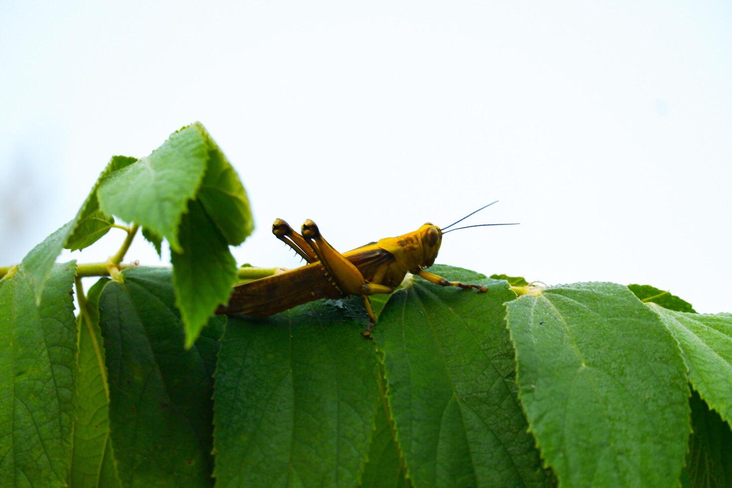 a green grasshopper is perched on a leaf against the sky background photo