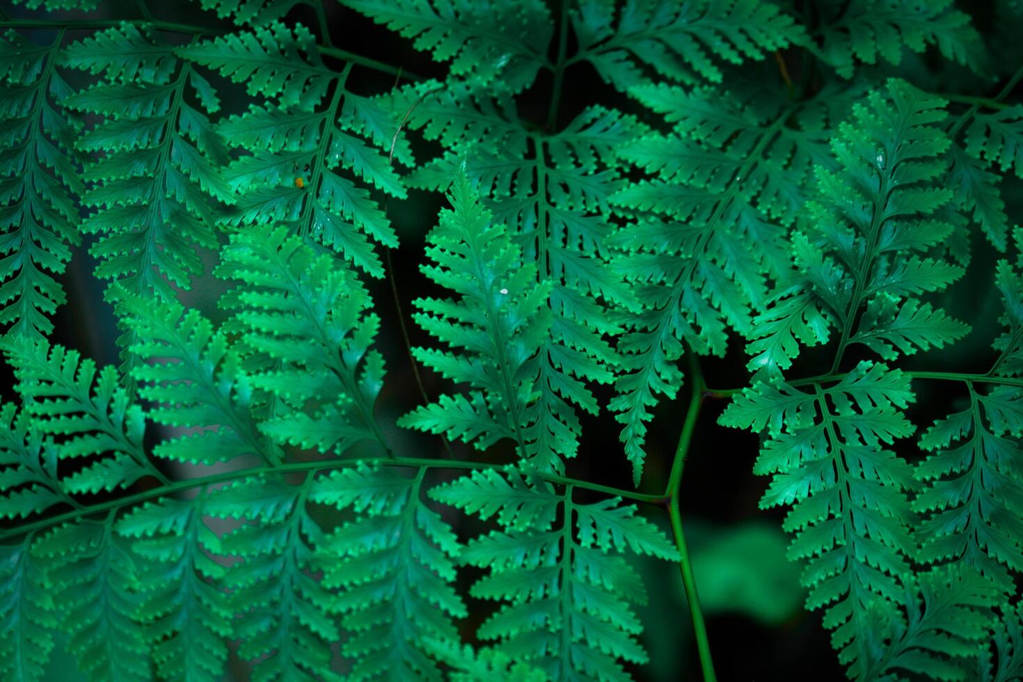 photography of green fern leaves in the forest suitable for a natural background photo