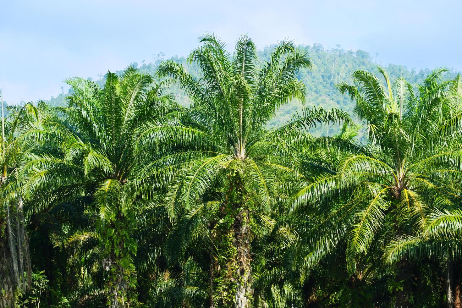 photography of palm oil plantations with a sky background photo