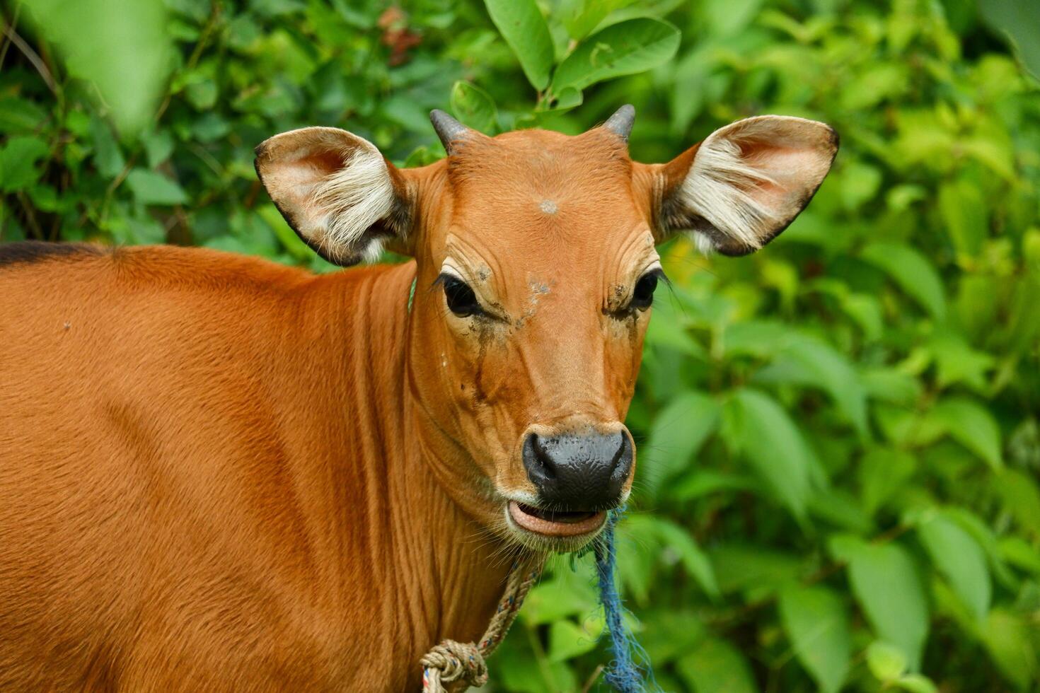 several Balinese cows were eating grass photo
