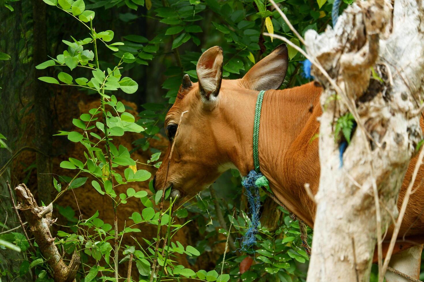several Balinese cows were eating grass photo