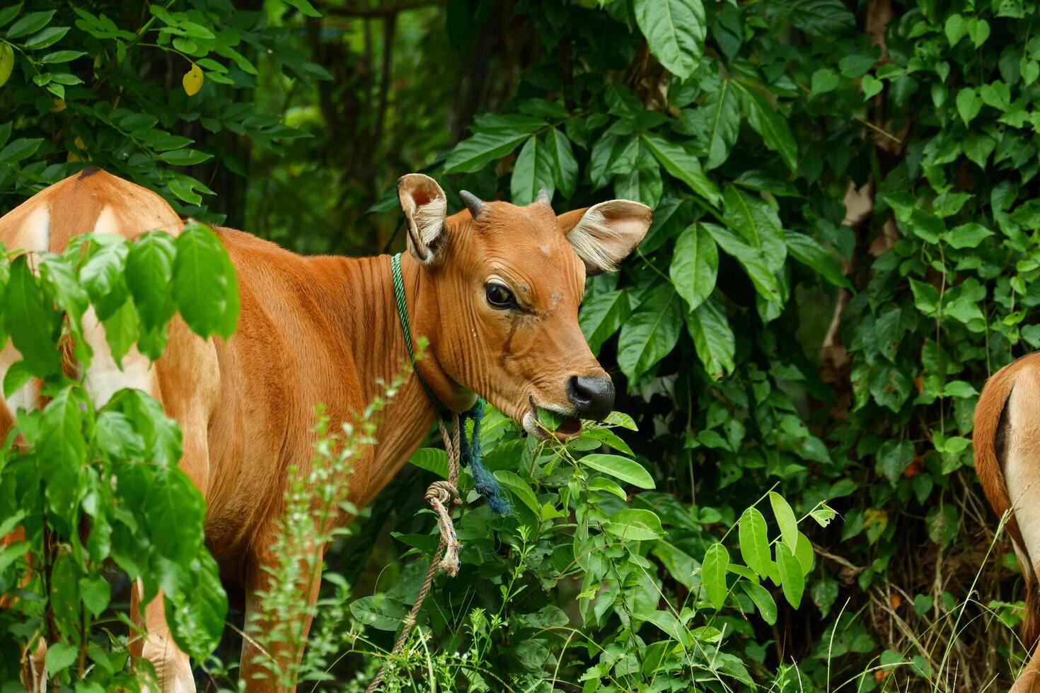 several Balinese cows were eating grass photo