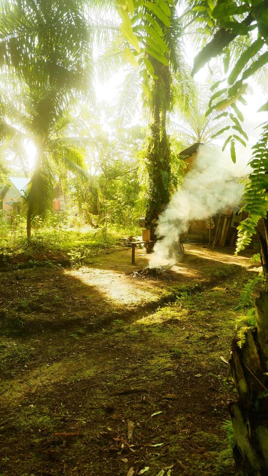 photography of the atmosphere of an oil palm plantation photo
