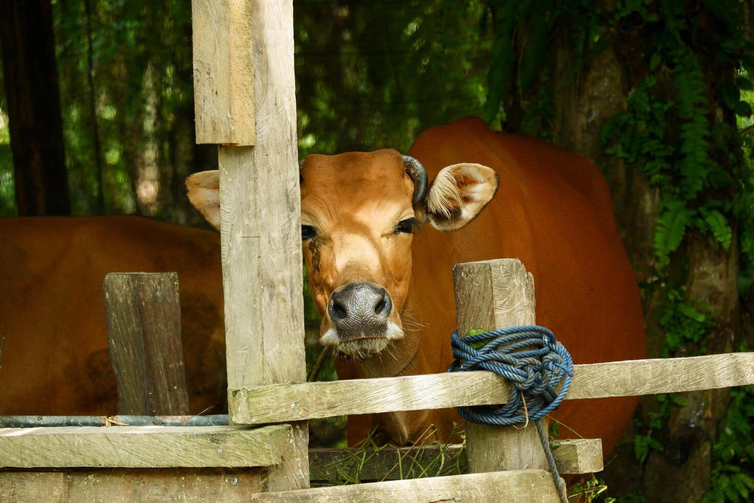several Balinese cows were eating grass photo