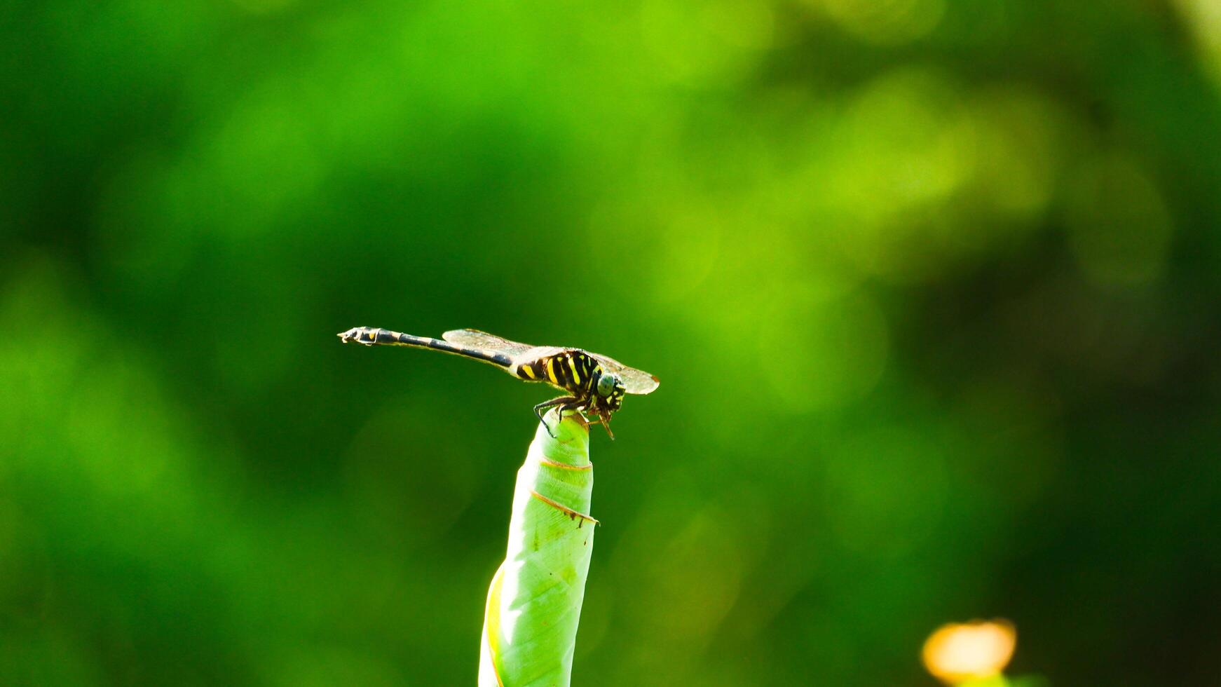 photography of close up dragonfly perched on a leaf with a blurry green natural background photo