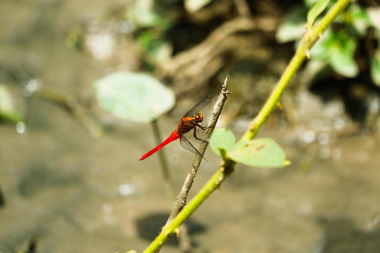 photography of close up dragonfly perched on a leaf with a blurry green natural background photo