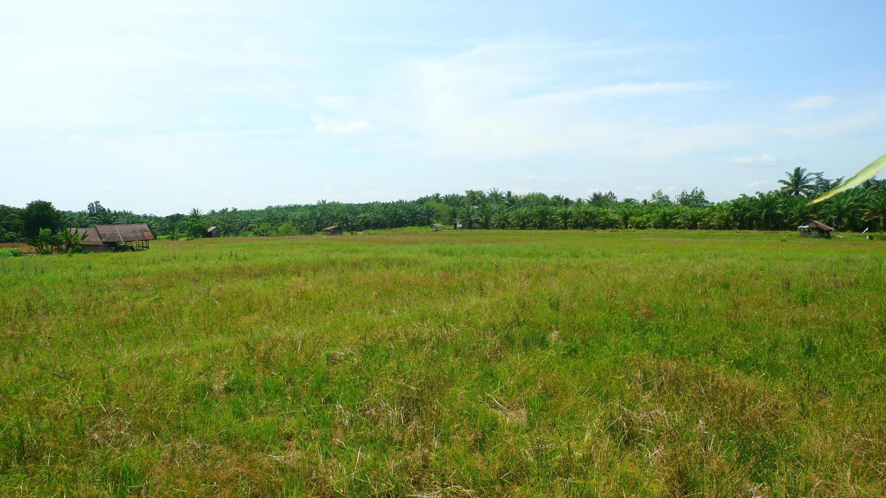 photography of expanse of grass with clear sky photo