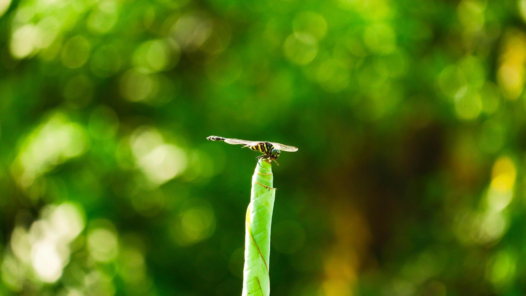 photography of close up dragonfly perched on a leaf with a blurry green natural background photo