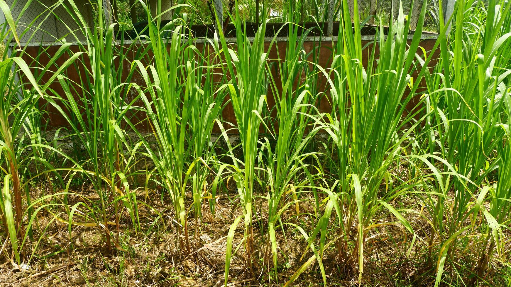 photography of corn plants in the garden during the day photo
