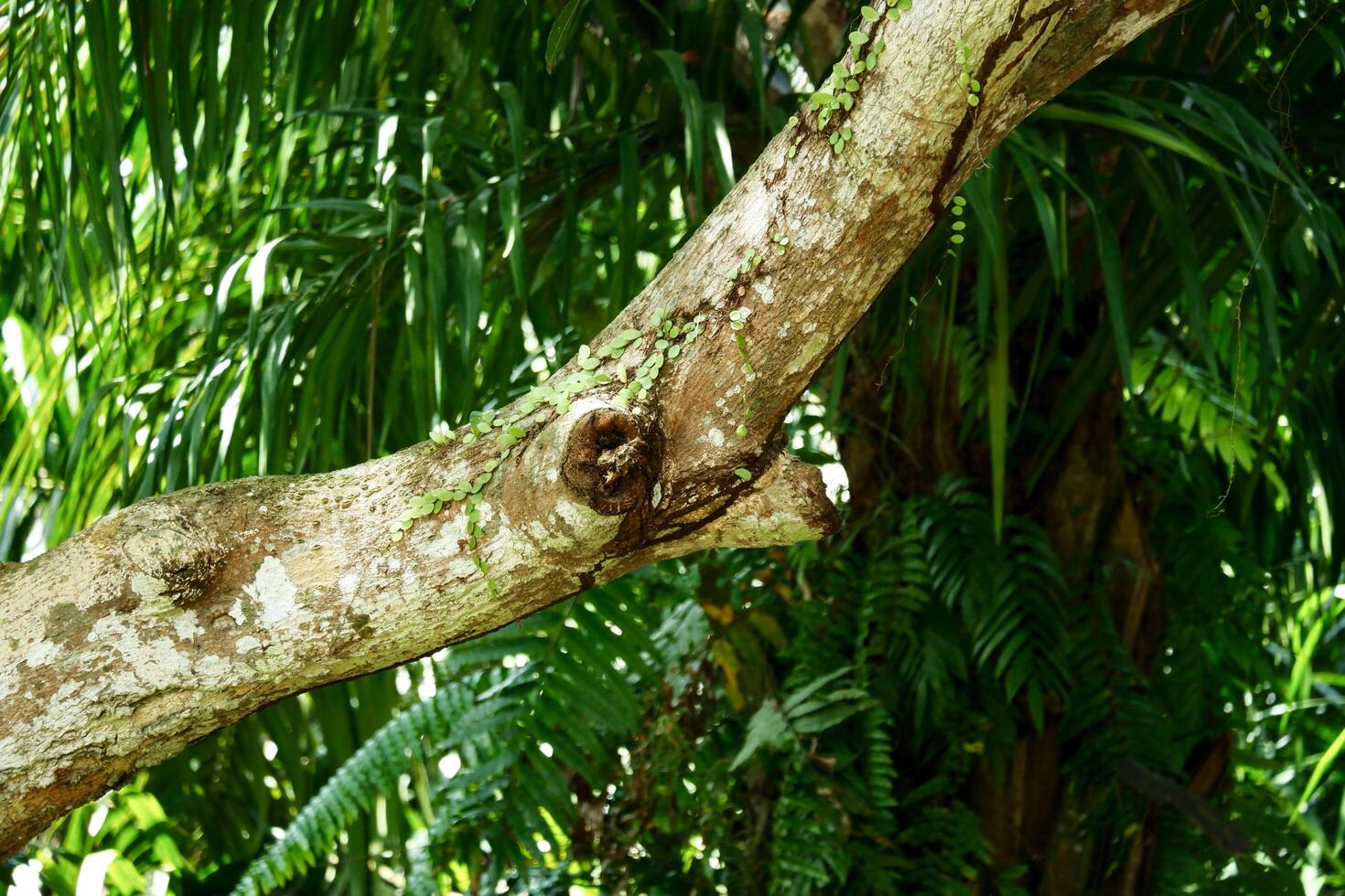 Photography of large mango tree trunk photo