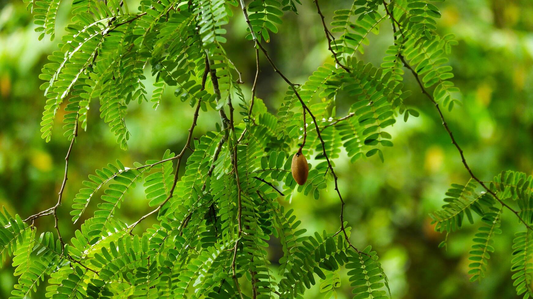 Tamarind with green leaves in nature with sunny weather photo