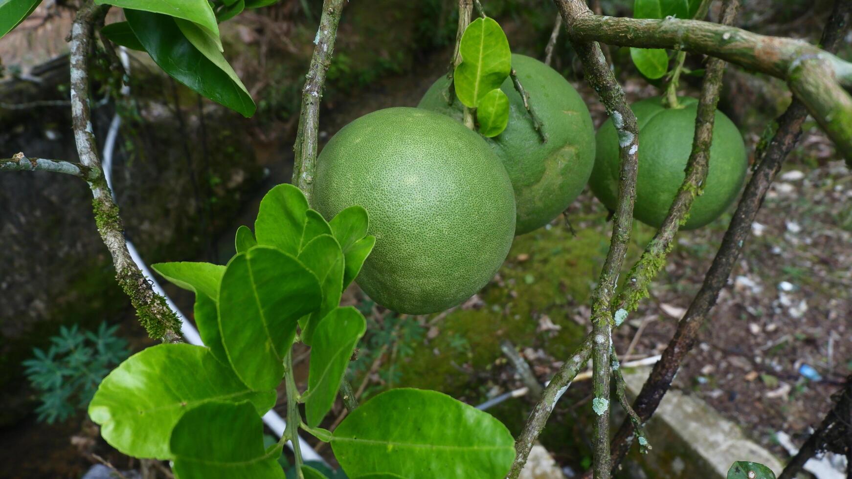 Green pomelo fruit hanging on a tree surrounded by leaves photo