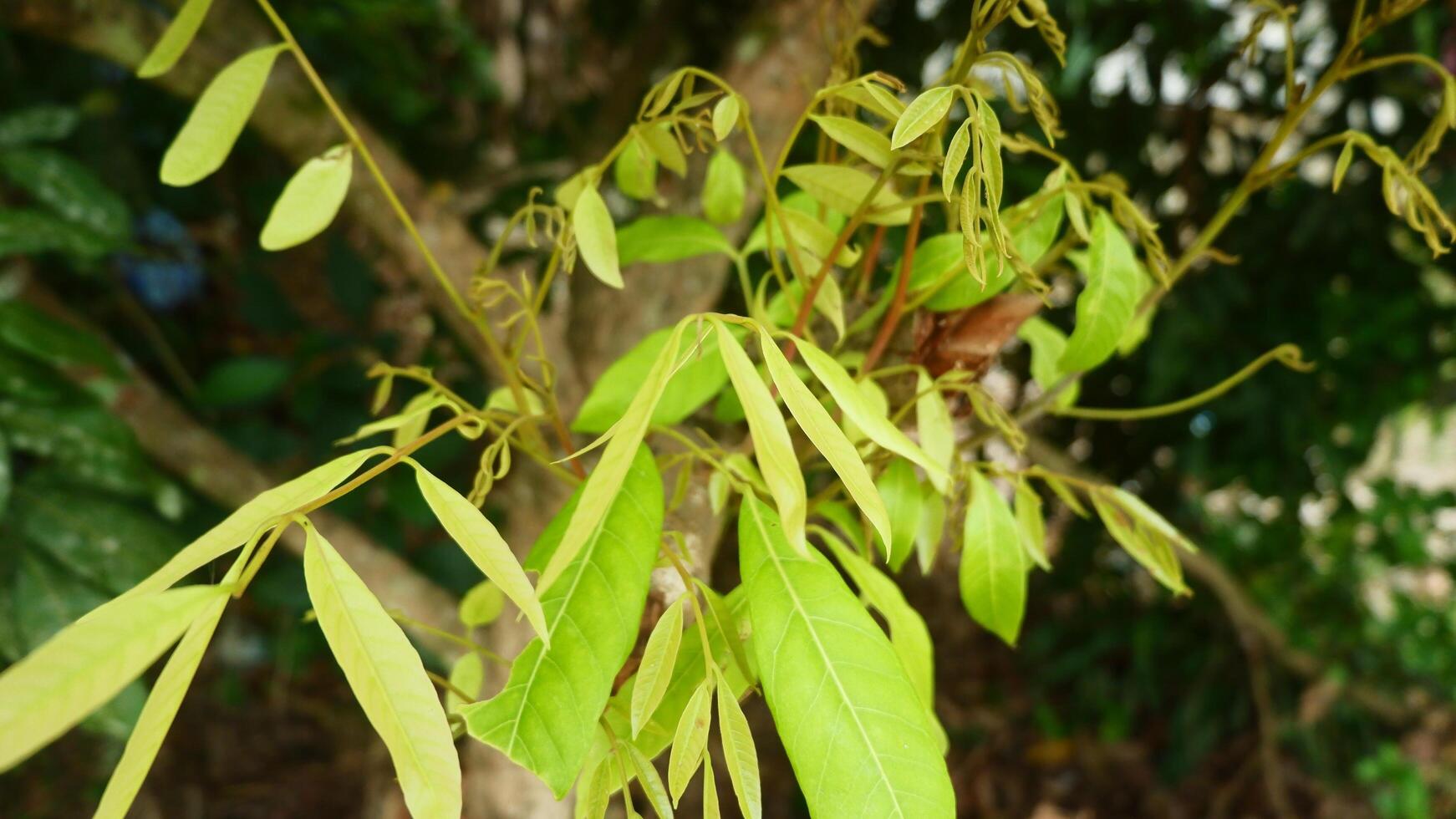 longan leaf shoots are green in the morning photo