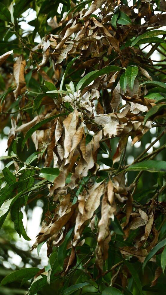 photography of dry mango leaves on a tree photo