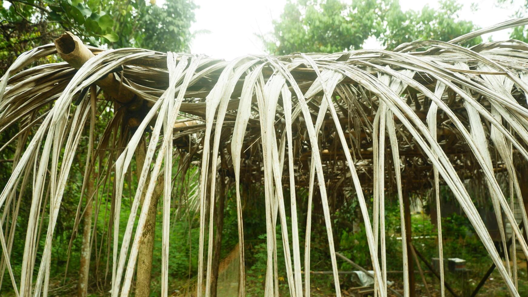 Dried coconut leaves are used for roofing photo