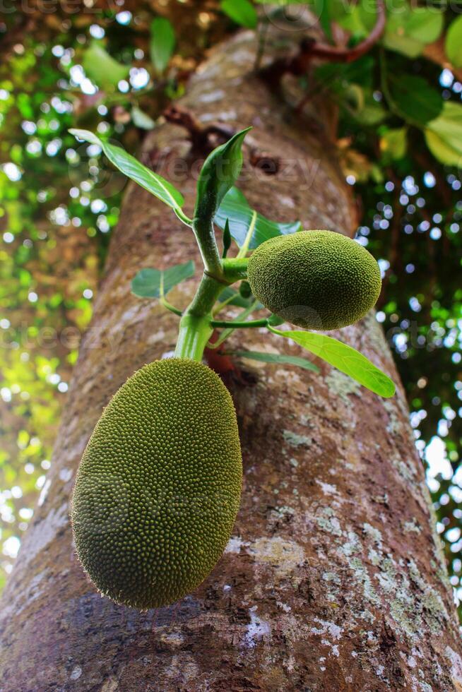 A tree with a bunch of green fruit hanging from it photo