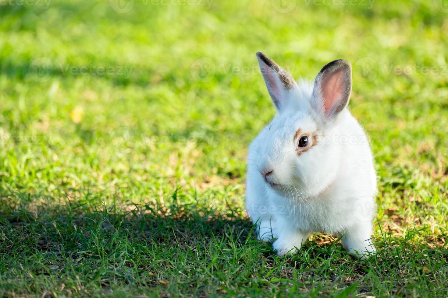 Cute little white rabbit on green grass with natural bokeh as background during spring warm summer day. Young adorable bunny playing in garden and sunlight morning. photo