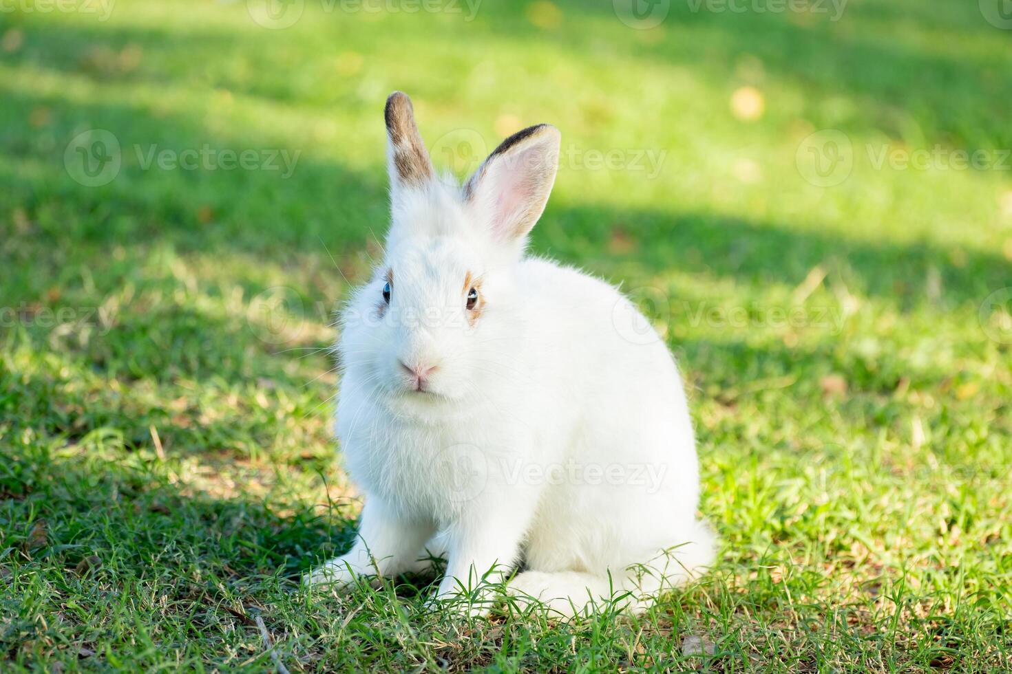 Cute little white rabbit on green grass with natural bokeh as background during spring warm summer day. Young adorable bunny playing in garden and sunlight morning. photo