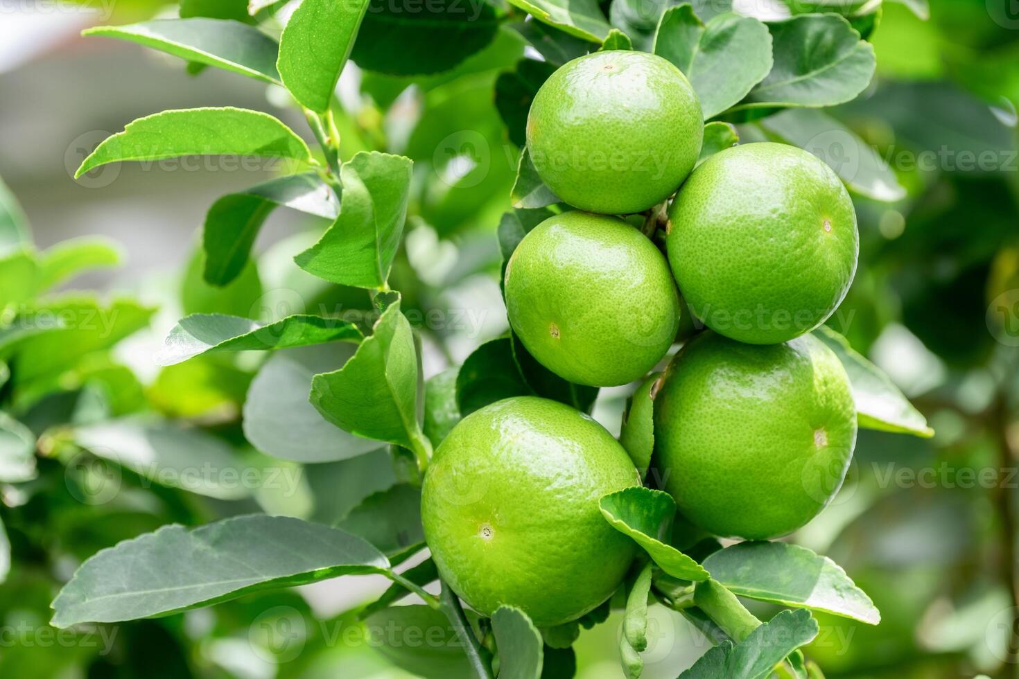 Green lemons is citrus fruits on a branch with nature background. Green Lemons tree in the garden with daylight. Fresh green lime fruit hanging from branch. photo