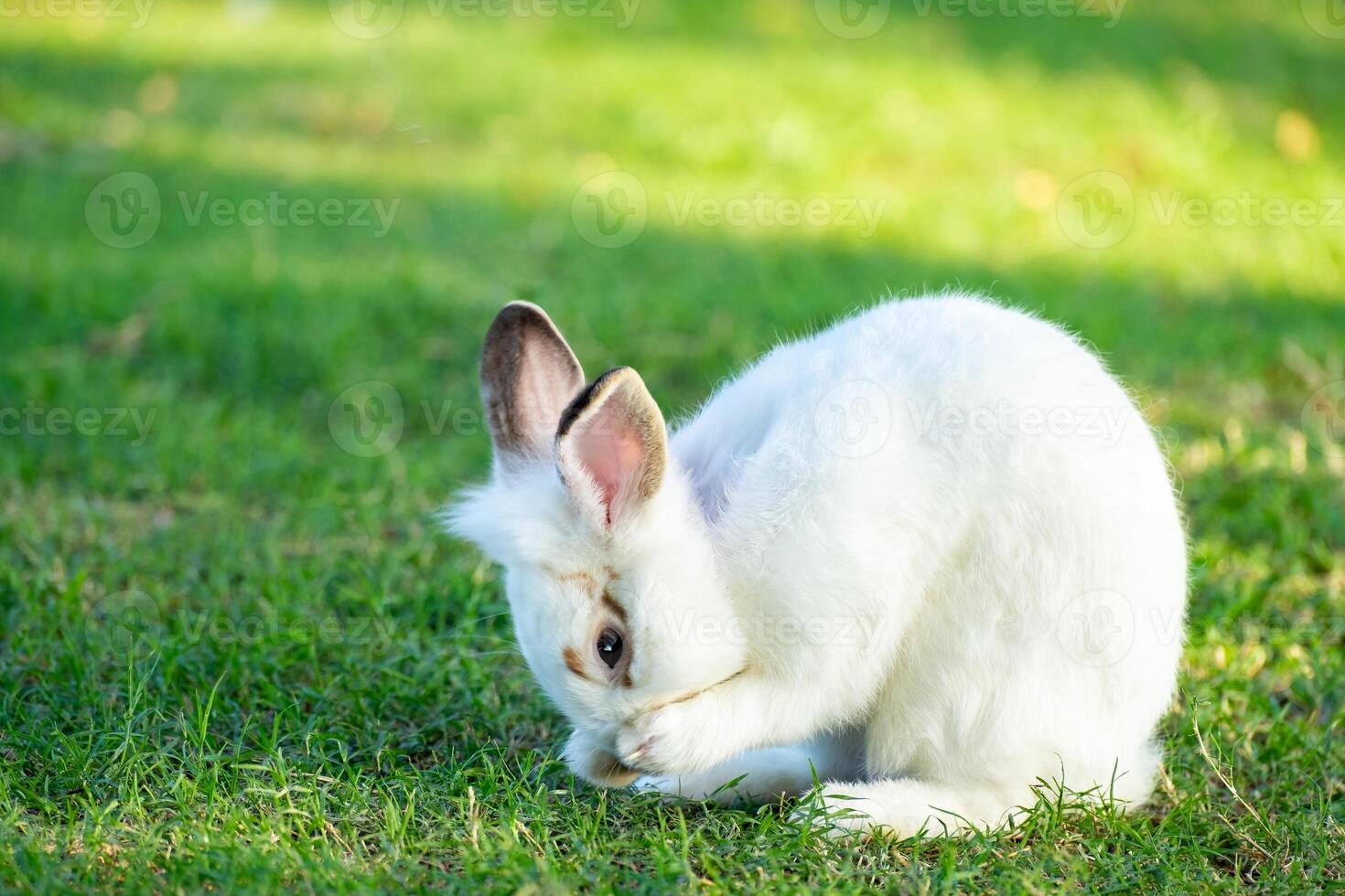 Cute little white rabbit on green grass with natural bokeh as background during spring warm summer day. Young adorable bunny playing in garden and sunlight morning. photo