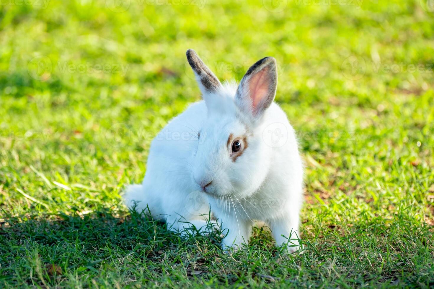 Cute little white rabbit on green grass with natural bokeh as background during spring warm summer day. Young adorable bunny playing in garden and sunlight morning. photo