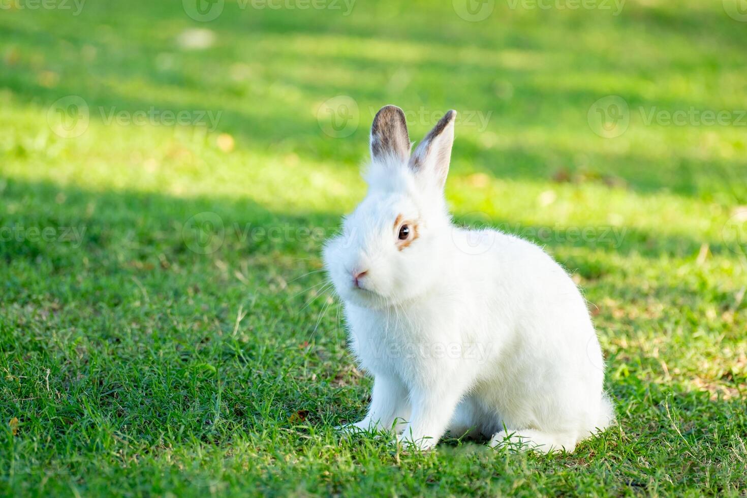 Cute little white rabbit on green grass with natural bokeh as background during spring warm summer day. Young adorable bunny playing in garden and sunlight morning. photo