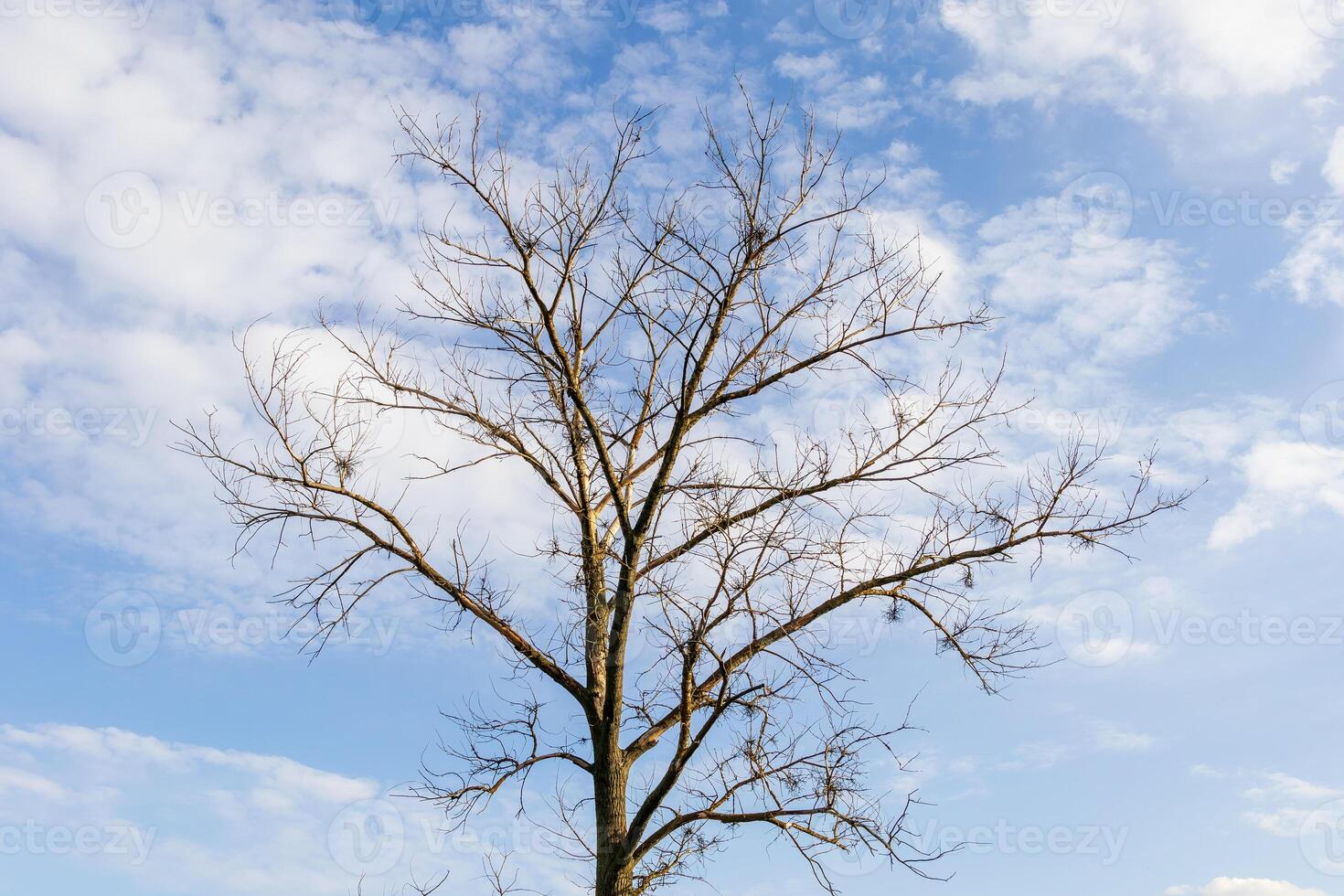 dry bare branches of a dried tree without leaves against a light blue sky with clouds photo
