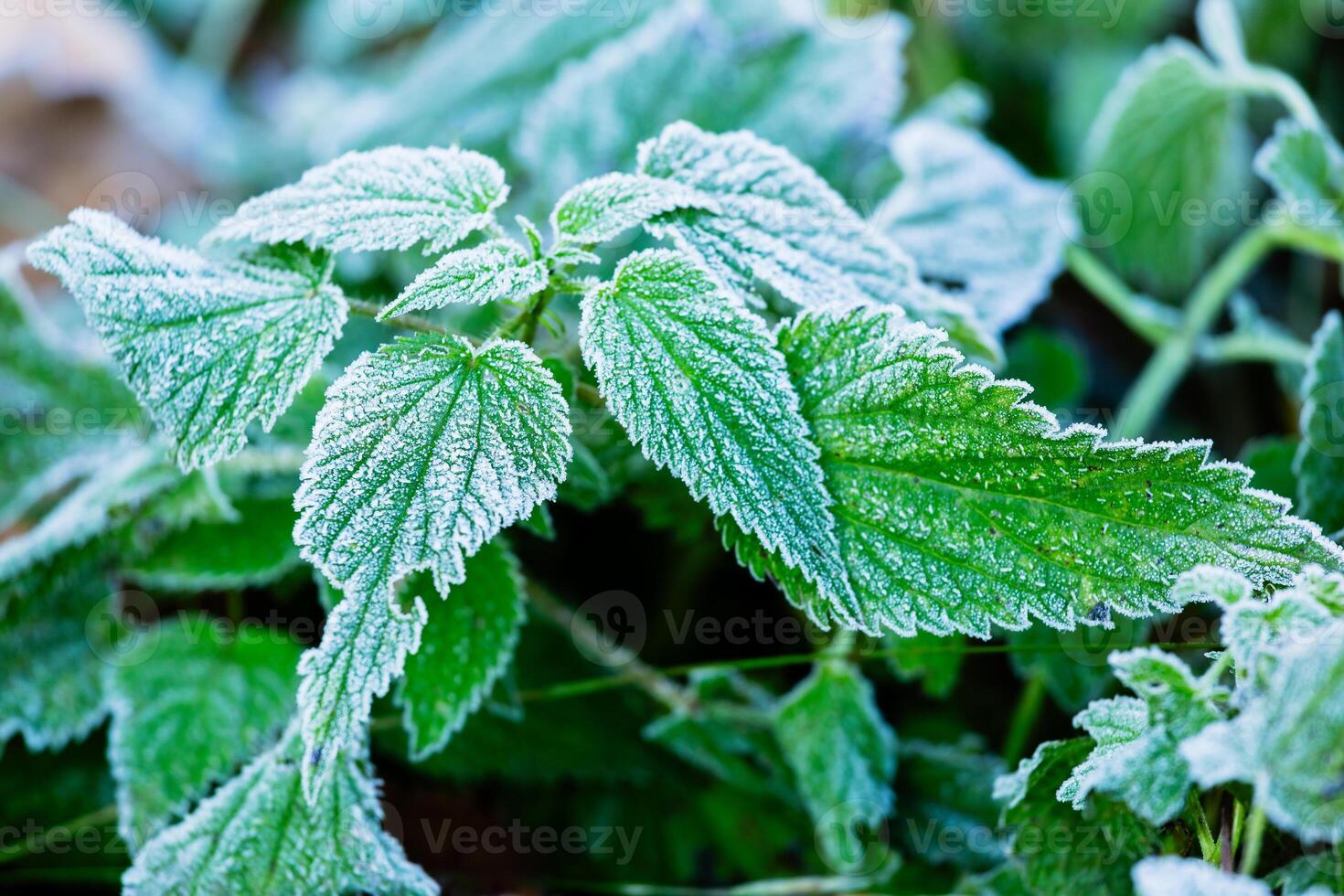 Close-up of a nettle plant covered in frost photo