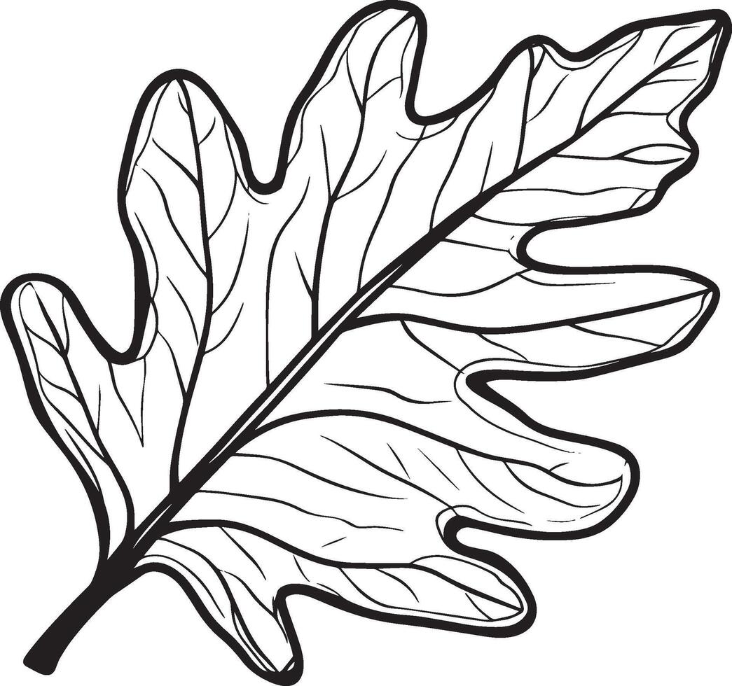 Oak leaf clean simple linear outline black vector