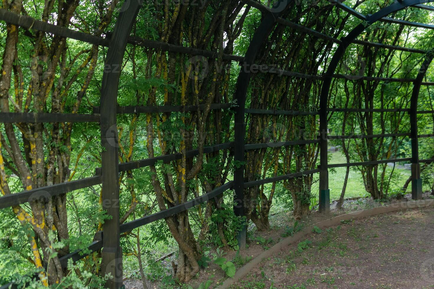 view from inside a shady pergola in a park photo