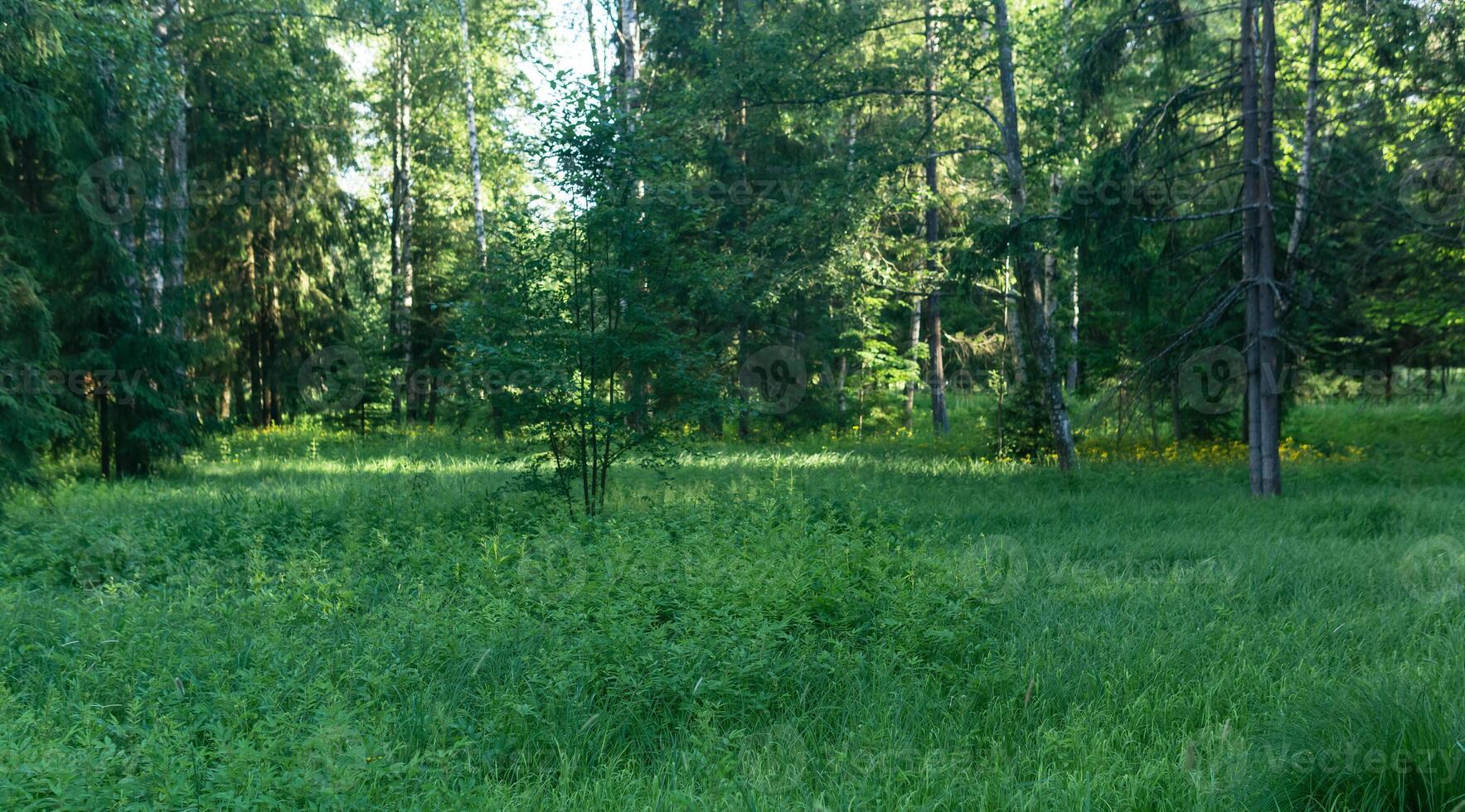 clearing in the forest with wild herbs photo