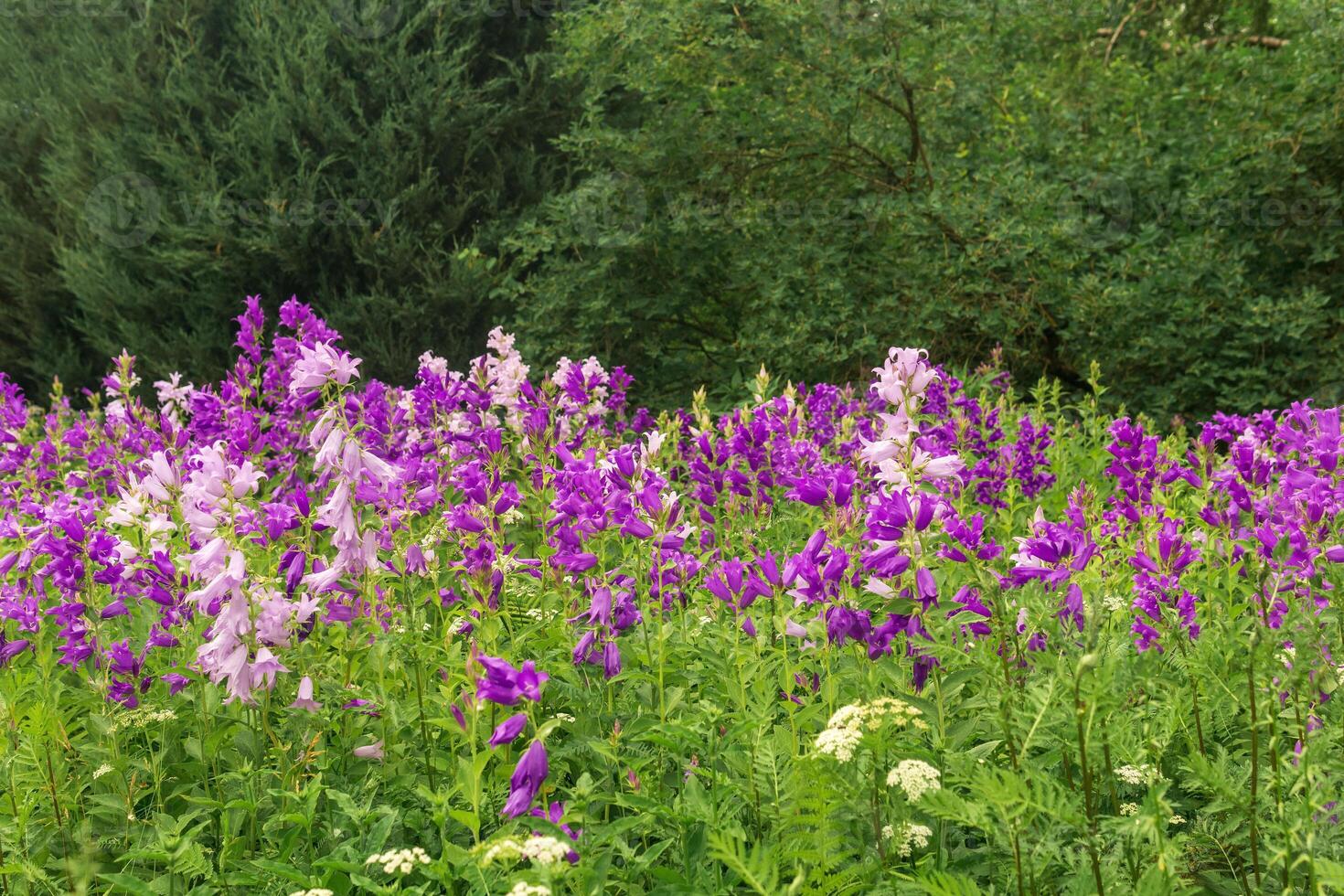 landscape, field of purple bells on forest edge close up photo