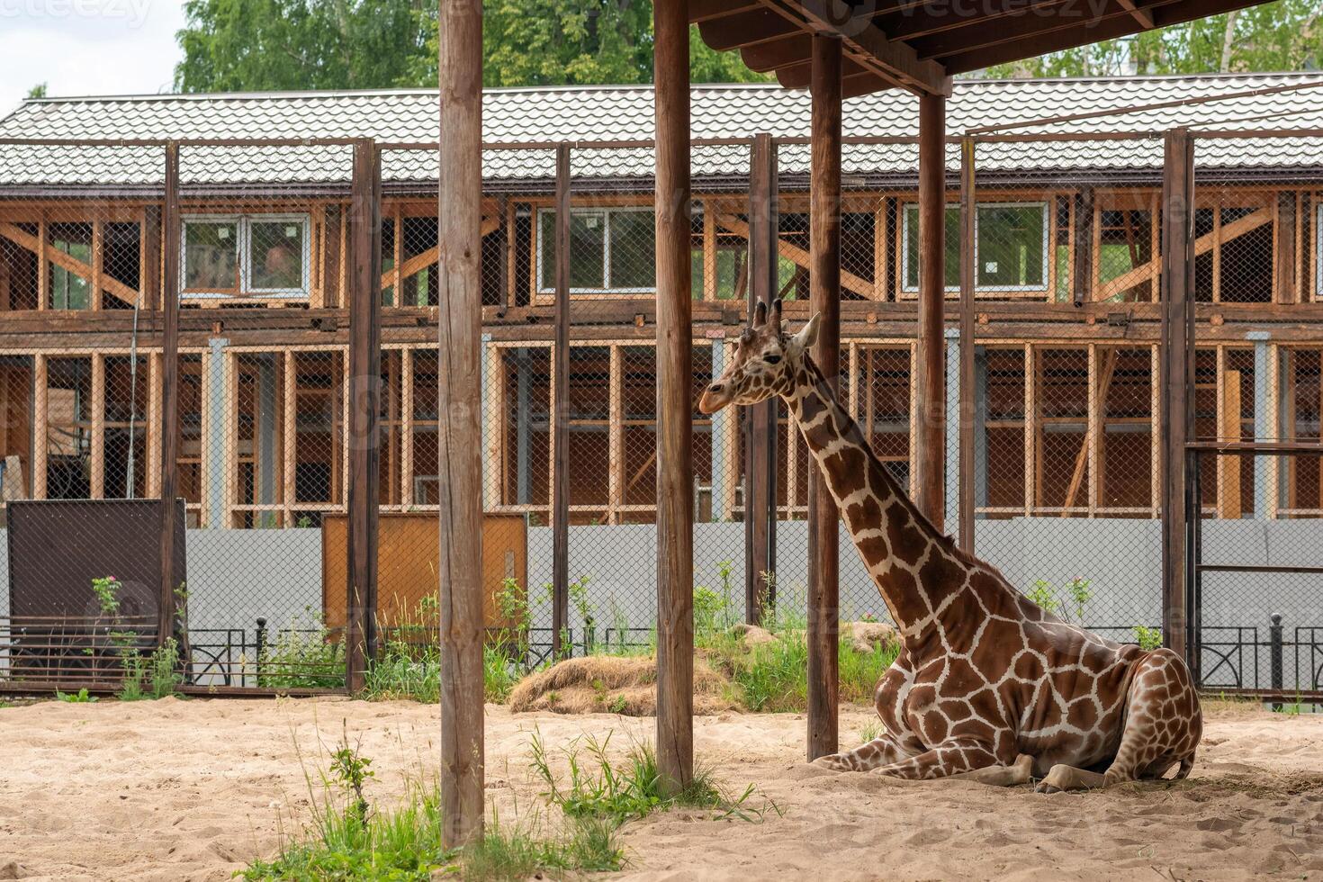 giraffe resting in zoo enclosure photo