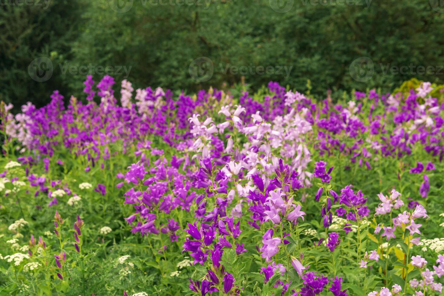 landscape, field of purple bells on forest edge close up photo