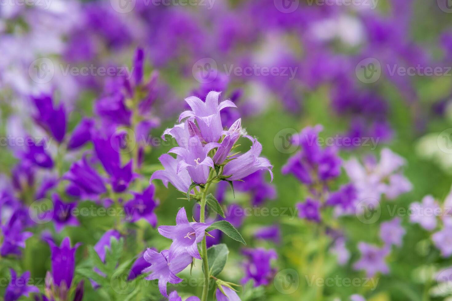 beautiful purple bell flowers close-up on blurred natural background photo
